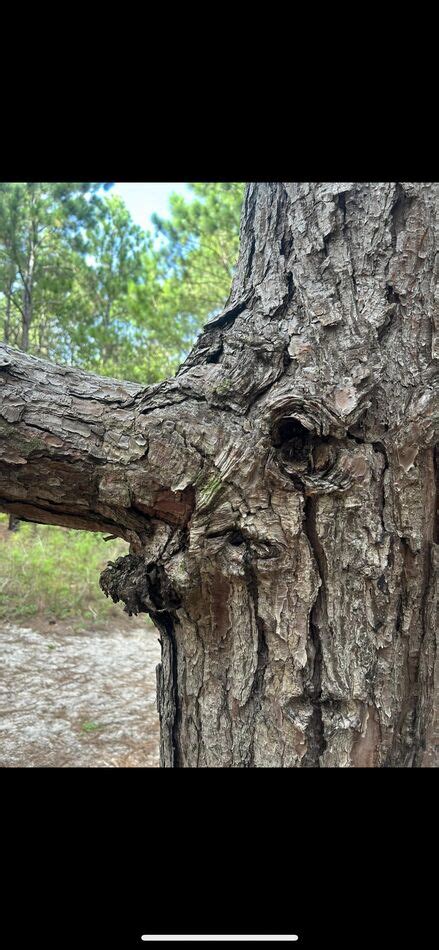 Accidental Face Du Jour 3 13 Good Morning An Elephant Tree