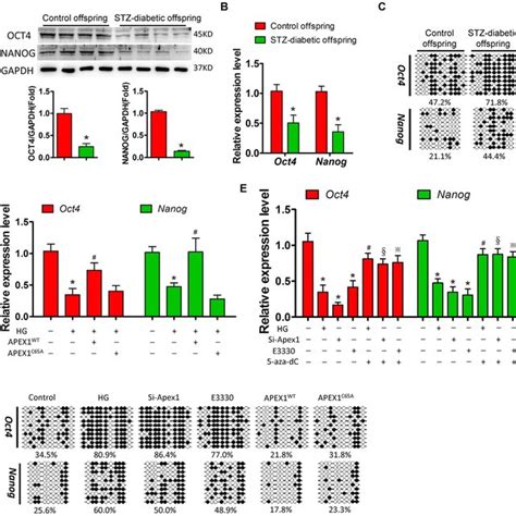 High Glucose Treatment Inhibits Oct4 And Nanog Expression Via