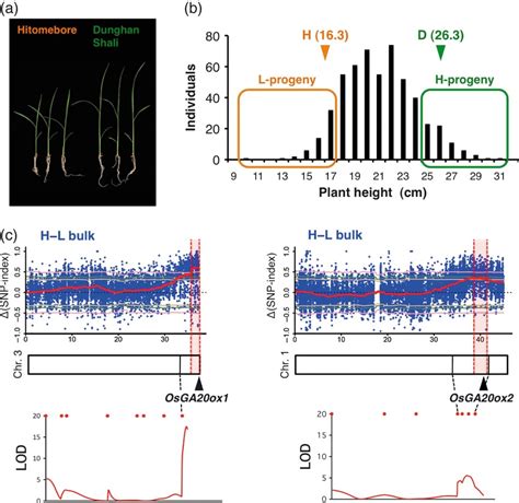 Qtlseq Rapid Mapping Of Quantitative Trait Loci In Rice By Whole