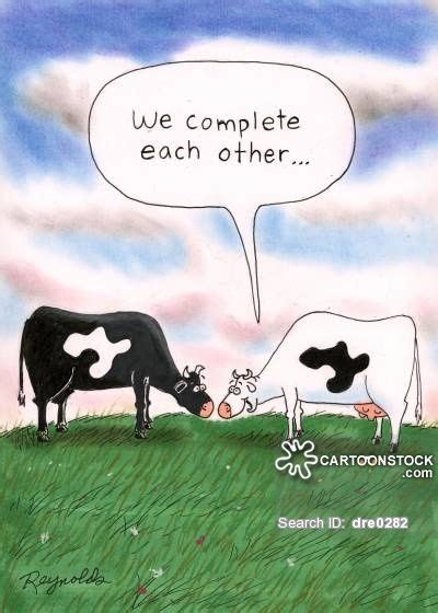 Cow We Complete Each Other Cows Funny Cow Puns Dairy Cows