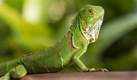 Nome Cientifico Da Iguana