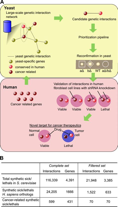 A Comparative Genomic Approach For Identifying Synthetic Lethal