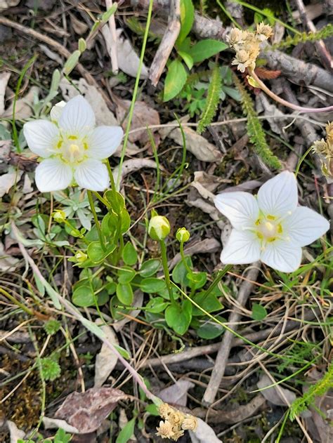 Marsh Grass Of Parnassus From Penny River Nome Ak Usa On July