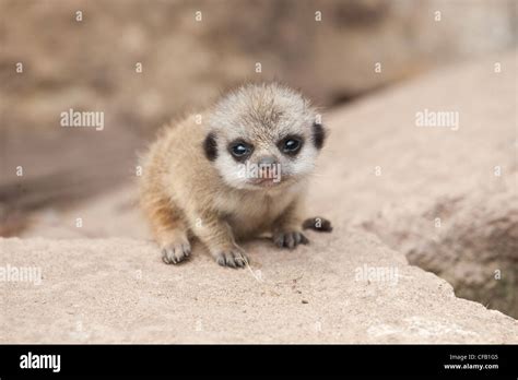 Baby Meerkat Stock Photo Alamy