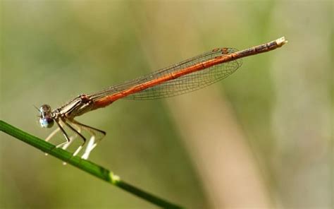 Libélulas y caballitos del diablo seis hermosas especies de este insecto