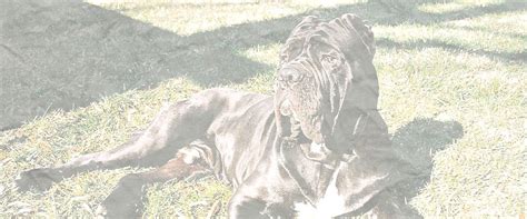 Mastiff breeds list you must read before buying | Mastiff Info