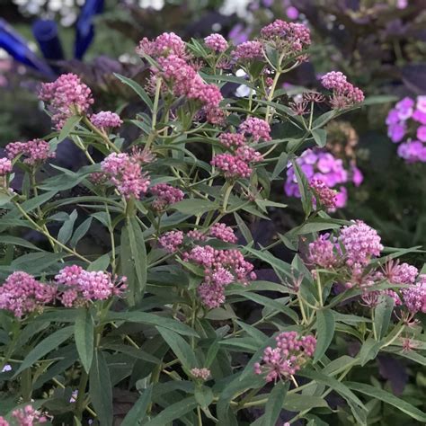 Asclepias Incarnata Cinderella Swamp Milkweed