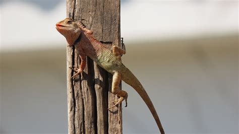 L Zard Gecko Reptile Photo Gratuite Sur Pixabay Pixabay