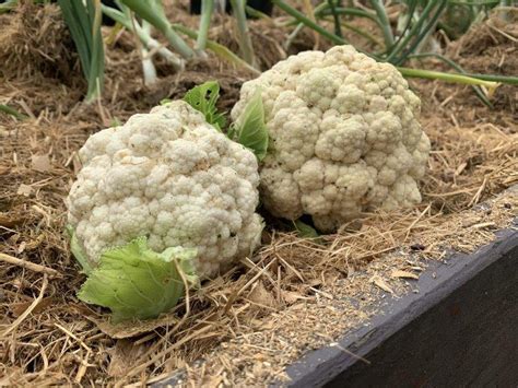 How To Grow Cauliflowers The Complete Guide From Seed To Table