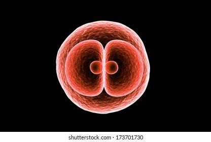 Zygote Cell Division Isolated On Dark Stock Illustration 173701730 | Shutterstock