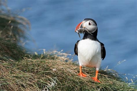 GUIDE: Wild animals in Iceland and best places to watch them - Iceland ...