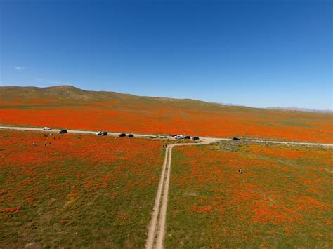 Antelope Valley Poppy Reserve - Drone Photography