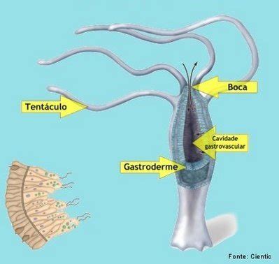 Cnidarios Alimentação - como ocorre a digestão dos cnidarios - brainly.com.br