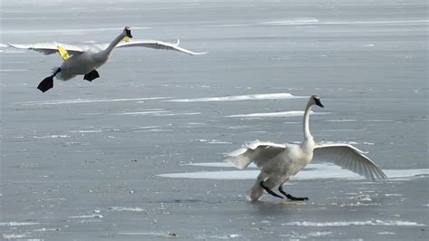 Trumpeter Swans during winter at Burlington's La Salle Park