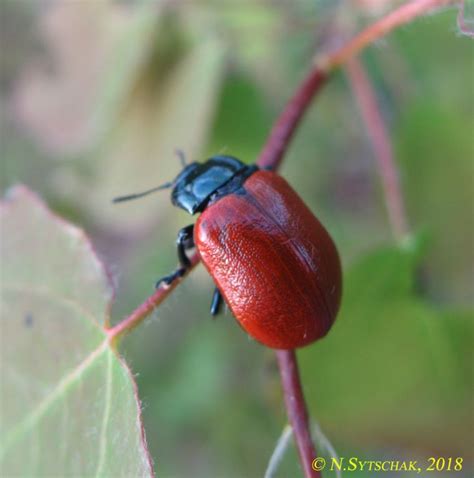 Chrysomela Chrysomela Populi