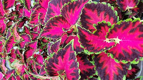 Coleus Indoor Care Ultimate Coleus Guide Tips