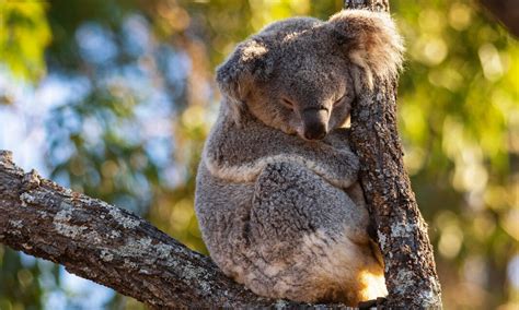 How Taronga Zoo is Helping Koalas, and How You Can Too