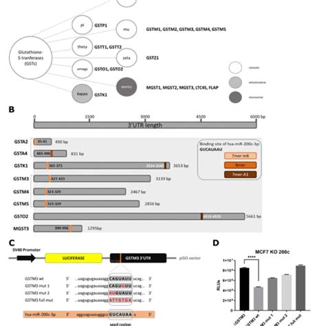 Validation Of Hsa Mir C P Target Site In The Utr Of Glutathione