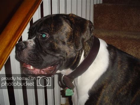 Boxer/Bullmastiff mix - Page 2 - Boxer Forum : Boxer Breed Dog Forums