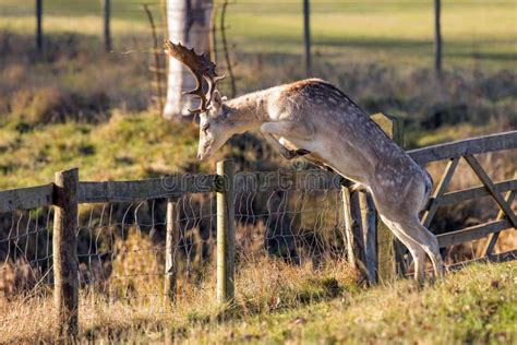 A Magnificent Fallow Deer Buck Dama Dama About To Leap Over A