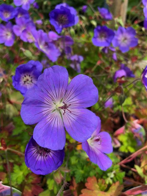 Geranium Rozanne AGM Hare Spring Cottage Plants