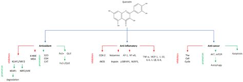 Molecules Free Full Text The Role Of Quercetin As A Plant Derived