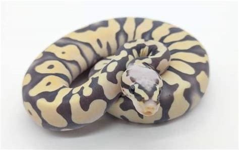 9 Rarest Ball Python Morphs - Rarest.org