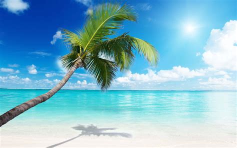 [100 ] Palm Tree Beach Wallpapers