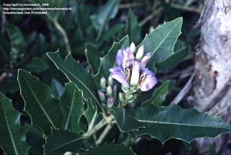 Plantfiles Pictures Holly Mangrove Sea Holly Acanthus Ilicifolius