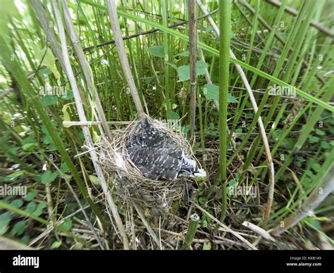 Acrocephalus Palustris The Nest Of The Marsh Warbler In Nature Common