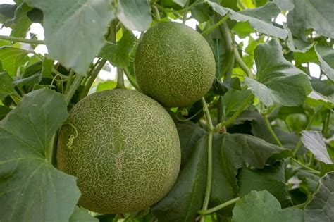 Premium Photo Melon Or Cantaloupe Melons Growing In Supported By