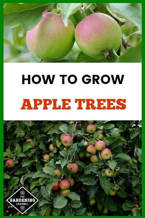 Harvest Your Own Apples From The Backyard Follow This Gardening Guide