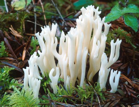 California Fungi Ramariopsis Kunzei