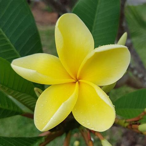 Frangipani Bowen Yellow Four Seasons Nursery