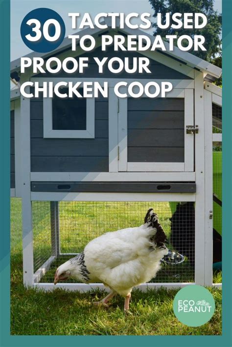 Ways To Keep Predators Out Of Your Chicken Coop Eco Peanut