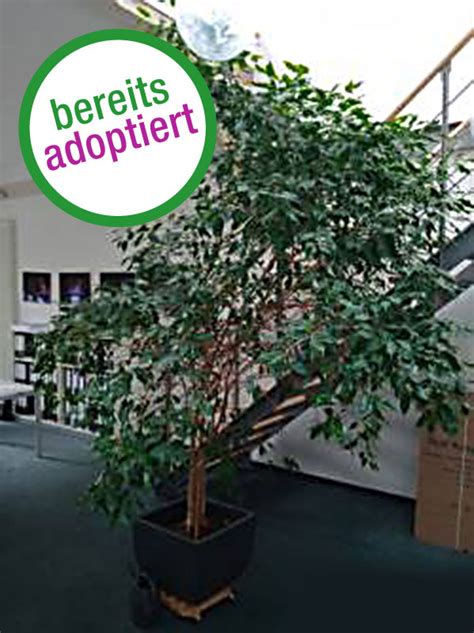 Ficus „Finn Forest“ – botanoadopt