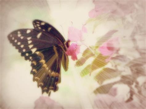 Shining Butterfly Photograph By Dottie Dees Fine Art America