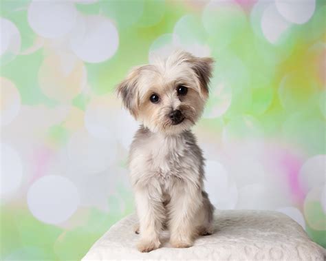 22 Gorgeous Maltese Mixes (With Pictures) – Dogster