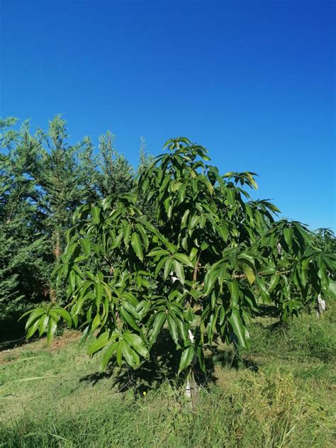 Il Mango Keitt Italiano Origini E Coltivazione Della Pianta