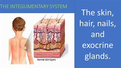 The Integumentary System Of Human Body Youtube