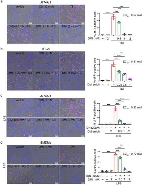 Dimethyl Itaconate DMI Dose Dependently Inhibits Necroptosis In