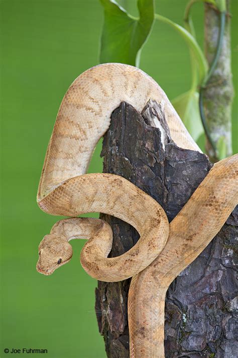 Annulated Tree Boa Joe Fuhrman Photography