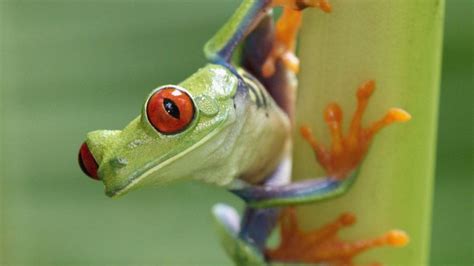 225+ Best Frog Names [Unique, Creative, Cute, Funny & More]