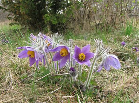 Pasque flower, Pulsatilla vulgaris: planting, cultivation - TMH Garden