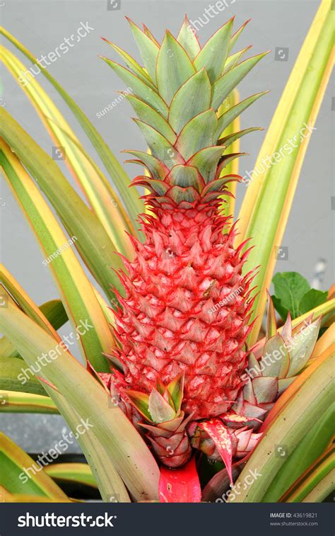 Red Pineapple Plant Stock Photo 43619821 Shutterstock