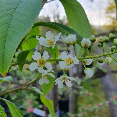 Prunus Padus Bird Cherry