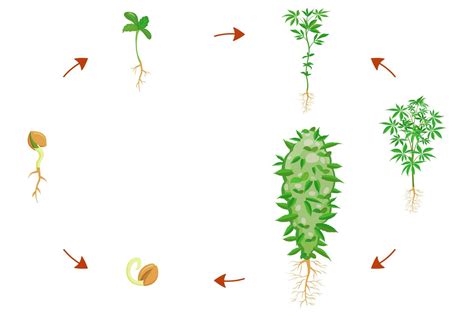 Cannabis germination stages. Cannabis growth infographic. Plant growing ...