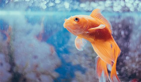 Comment Bien Nourrir Les Poissons Rouges En Aquarium Jardiland