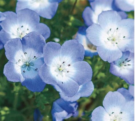 200 Baby Blue Eyes Seeds Blue Flower Seeds Easy Growing Flower - Etsy