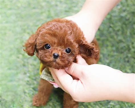 茶杯犬为什么会掉毛？（探究茶杯犬掉毛原因及解决方法）宠物屋